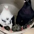 قطايف صندقه