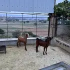 تيوس للبيع فل شحم