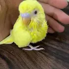 فرخ بادجي لاتينو ( تم البيع )