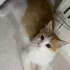 قطط للتبني