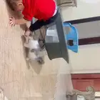 قطة