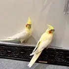 للبيع زوج كروان منتج وأليف شرط