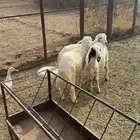 ذبايح