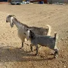 عنز