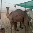 قعود للبيع