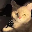 سكوتش اثنى للتزاوج