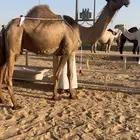 للبيع عشرااا كفوا تحتها بكره كفوا