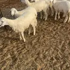 ارخال مقنوي
