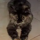 قطوه