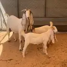 عنز تحتها 2