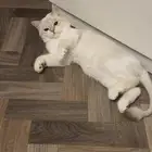 مطلوب قط ذكر لتزاوج القطوه الي عندي راغدول مكس بيرتش هير