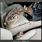 عزلان فلوريد