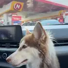 كلبه مالموت وهاسكي