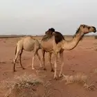 عشرا تحتها قعود