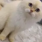 قط معقم عمره سنه ونص اسمه فلافي