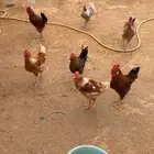 ديوك تركي للبيع