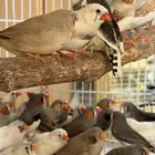 أزوج زيبرا كفو للبيع او للبدل العدد 40 حبه