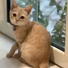 للتبني بعمر الثلاث شهور ذكر