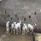 غنم بيشيات مقاني