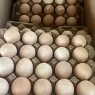 جميع انواع البيض