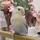 طير روز اليف ويجي على اليد