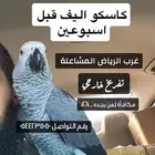 ببغاء كاسكو مفقود