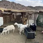 ضان