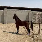 حصان واهو كوميت  منوة الجاني