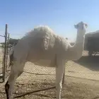 للبيع حاشي مغلق العمر حق