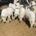 10 من البهم كفو ومغلق شحم عماره 6 الى 7 شهور