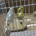 طيور ذكر وانثى