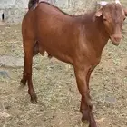 مشروع فحل ادهم كايف