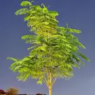 استراحه حي النخيل للأيجار