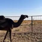 قعود مجهم كفو