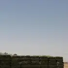 برسيم
