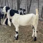 عنز مشروكة
