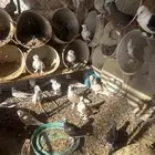 حمام خالي من الأمراض بصحه جيده