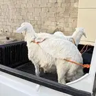 خروفين ورخل