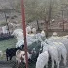 خرفان وتيوس ورخال للبيع
