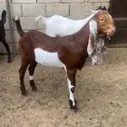 جفار طيبه .