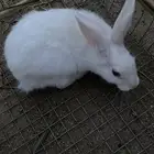 ارنب فرنسي ذكر عمر 3 شهور