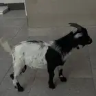 تيس للبيع ذكر