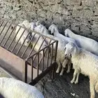 طليان ورخال للبيع