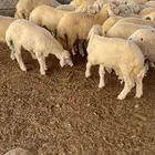 بهم تربية طليان ورخال نظيف ع الشرط