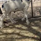 مشروع فحل نجدي صنف