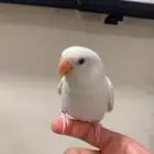 (مباع) روز البينو اليف هدد نشبه (مفطوم)