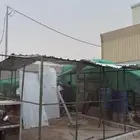 عشه حمام