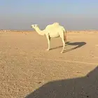 لقحه على بعير كفو ماشاءالله سنها ام ثلاث انقه كفو