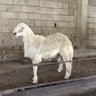 طلي حري ضحيه جبر ناهي( تم البيع)