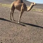 حاشي للبيع